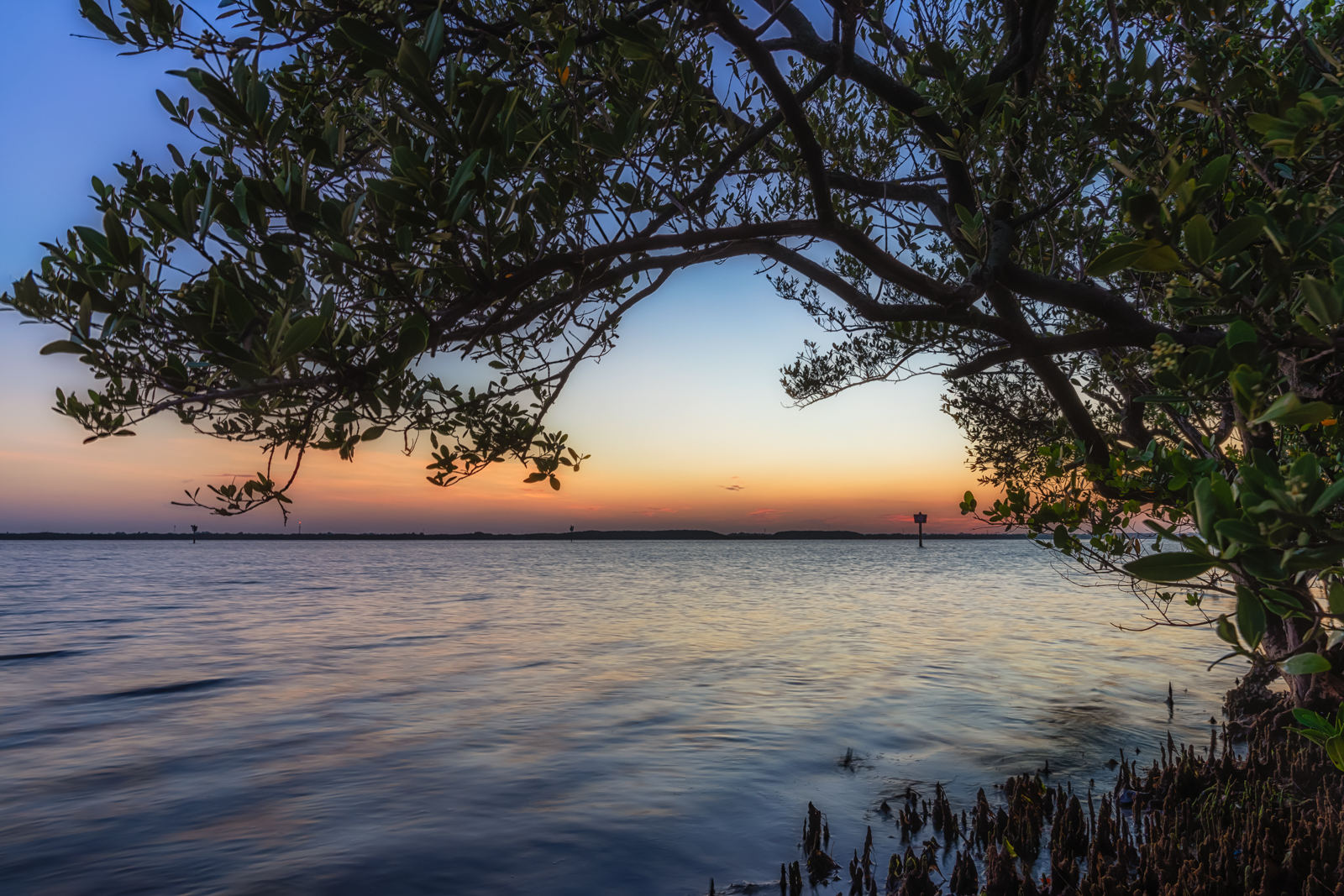 Under the Mangrove Tree, Tampa, Florida