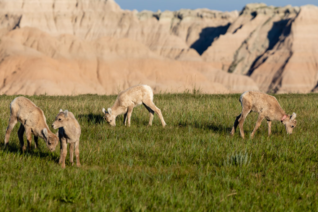 4 Young Bighorn Sheep, Badlands National Park, South Dakota