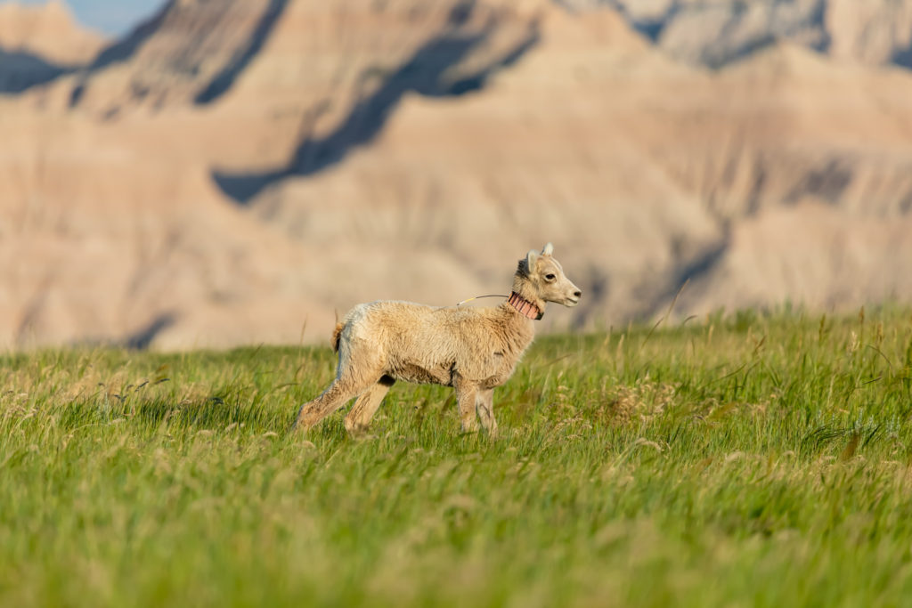 Bighorn Sheep Lamb with Collar, Badlands National Park, South Dakota