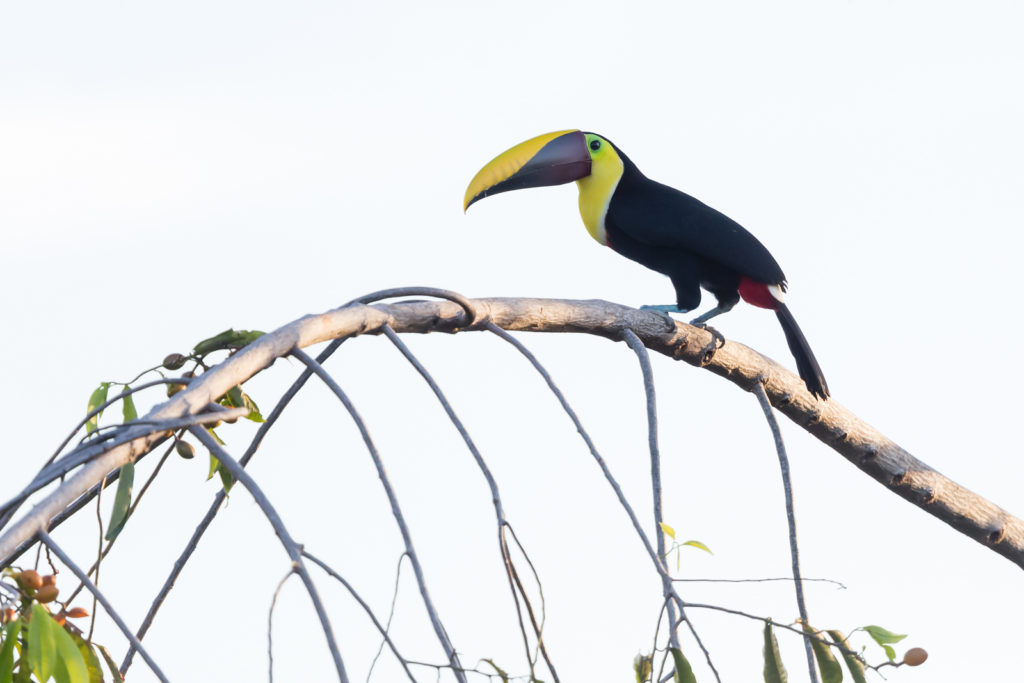 Black-mandibled Toucan, Lapa Rios Ecolodge, Osa Peninsula, Costa Rica