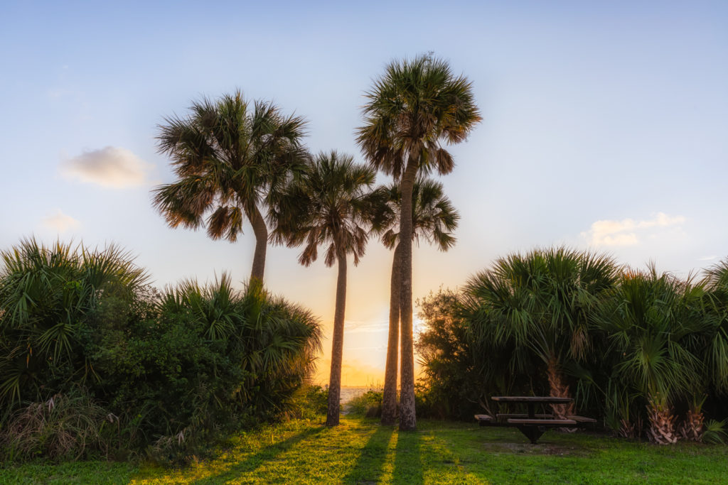 Picnic in the Palms, Tampa, Florida