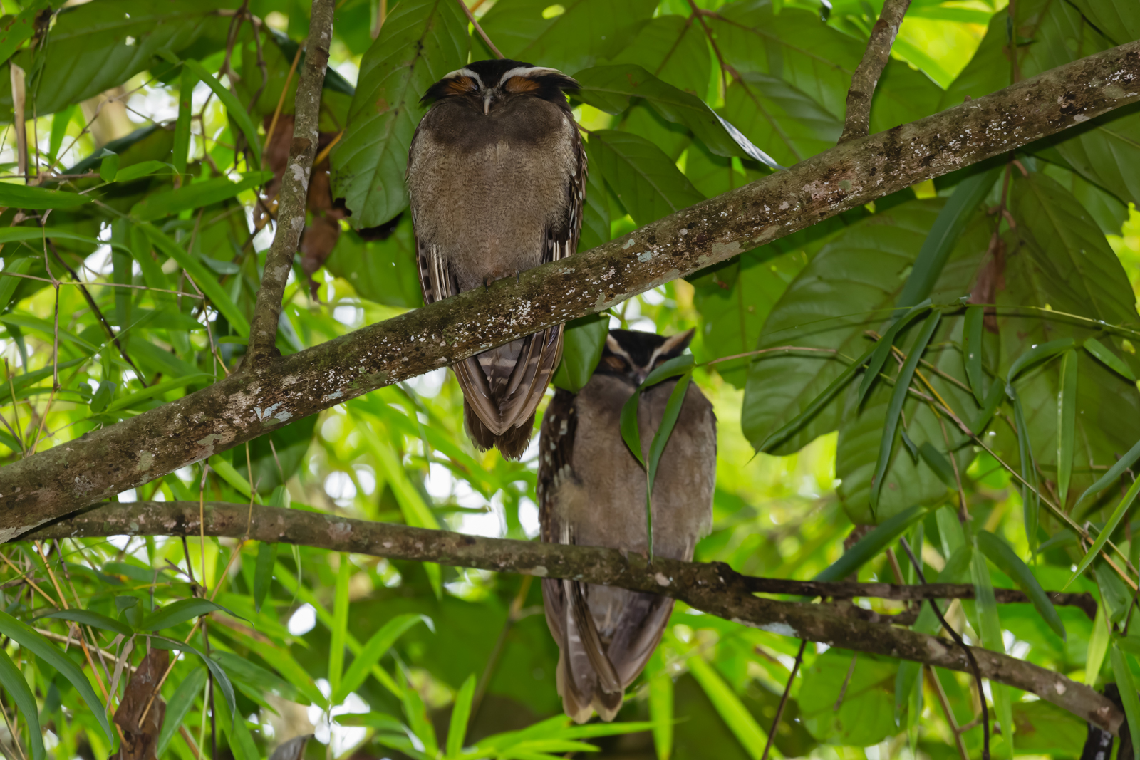 Spectacled Owl Pair, Pacuare Lodge, Costa Rica