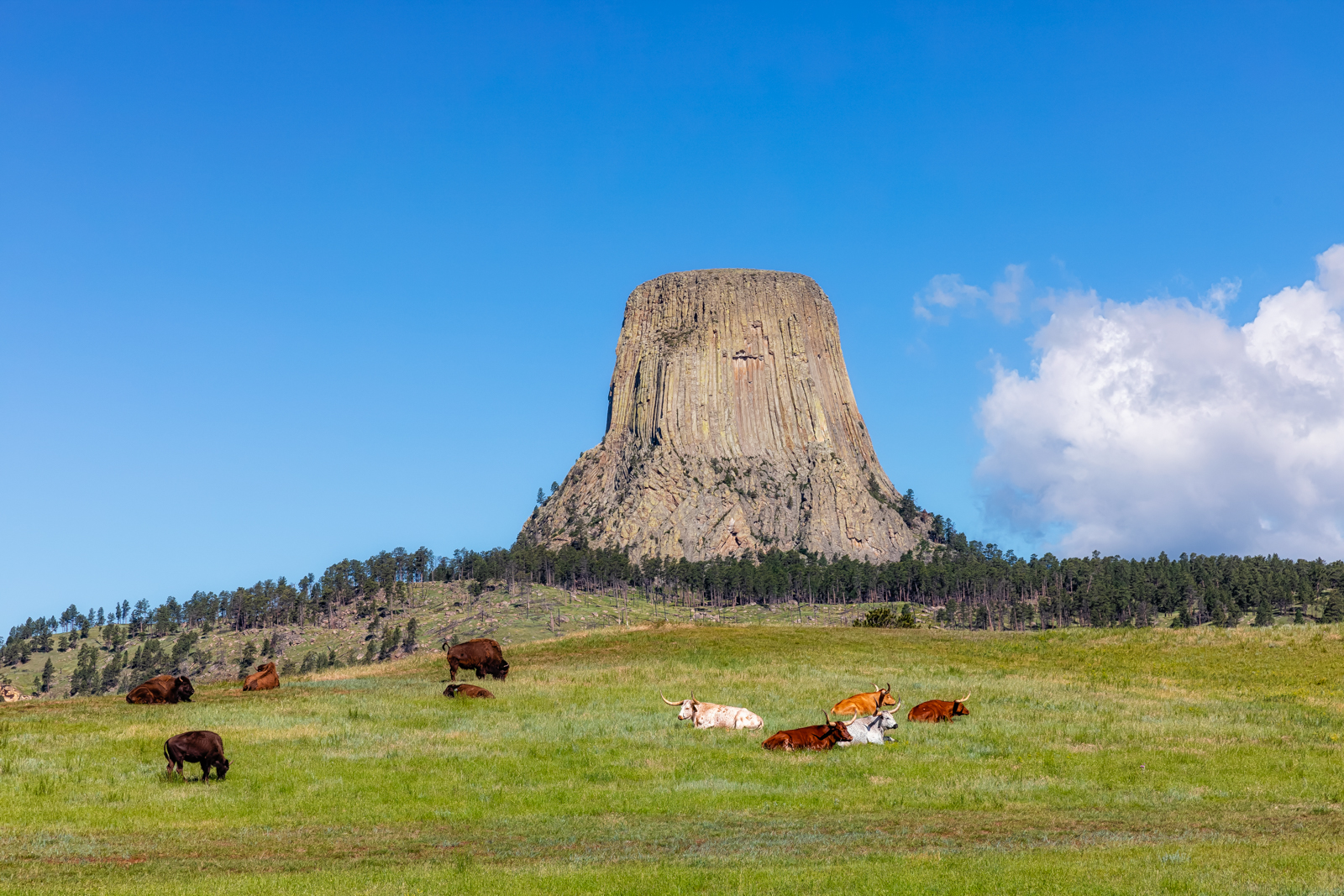 Buffalo and Longhorns at Devils Tower, Devil's Tower National Monument, Wyoming