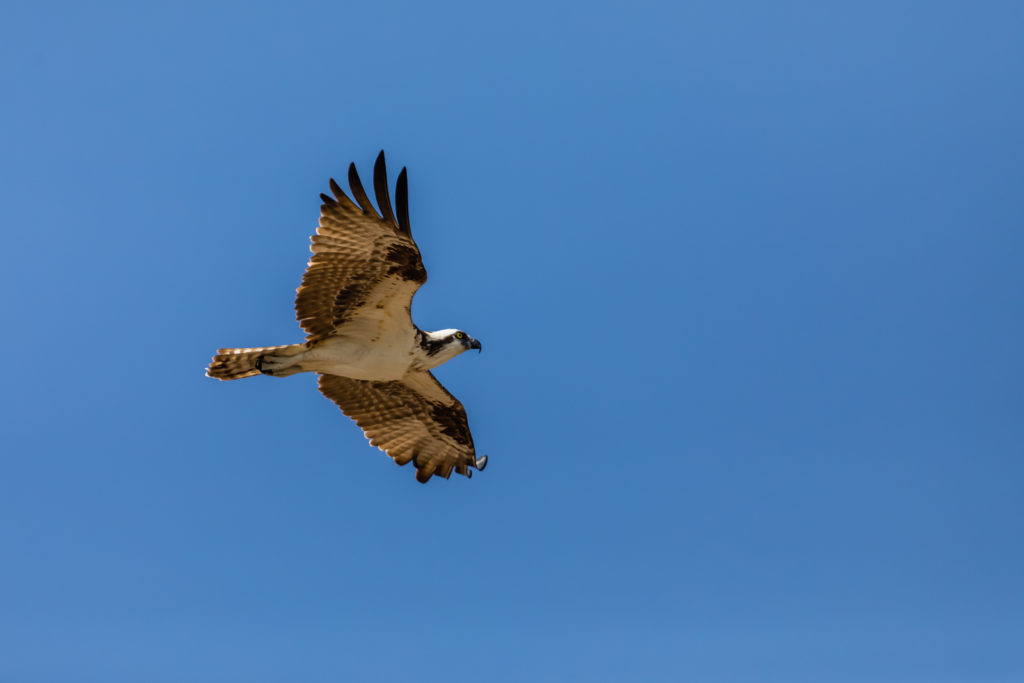Flying Osprey, Everglades National Park, Florida