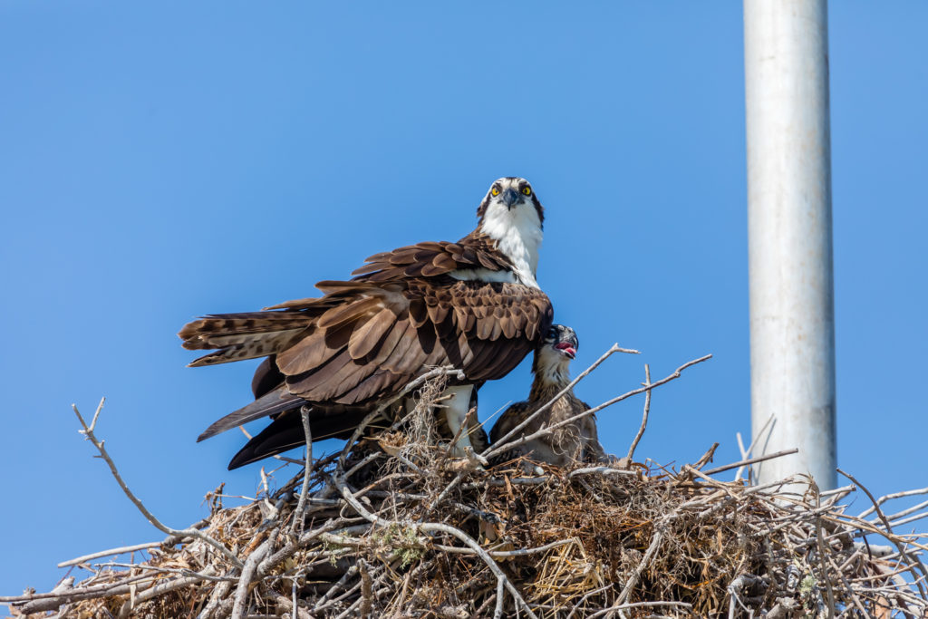 Osprey and Chick on Nest, Everglades National Park, Florida