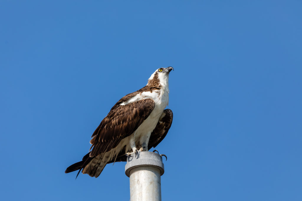Osprey on a Pole, Everglades National Park, Florida