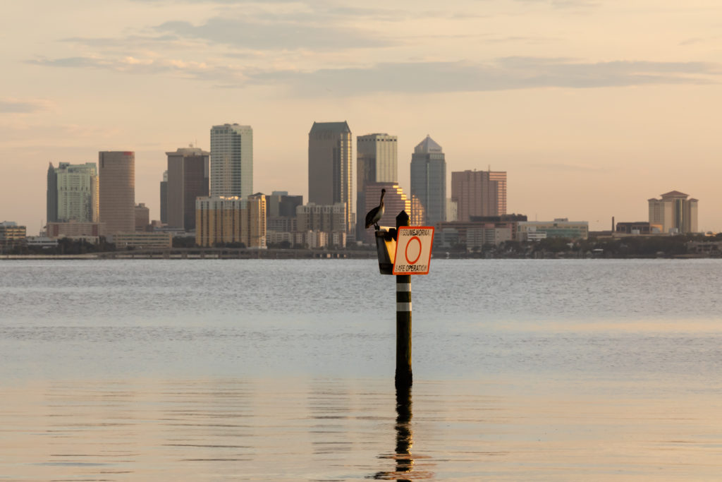 Pelican and Downtown Tampa, Tampa, Florida