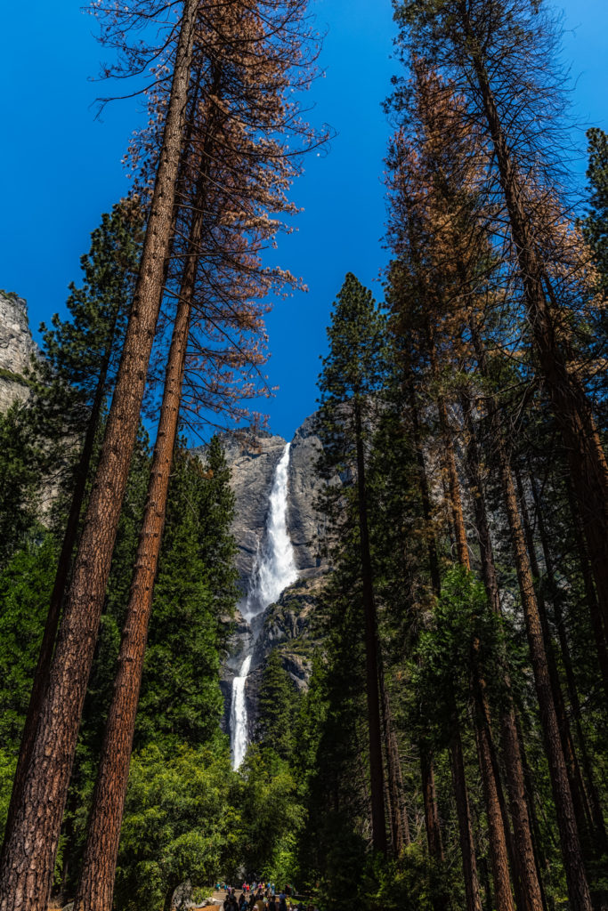 Yosemite Falls through the Trees, Yosemite National Park, California