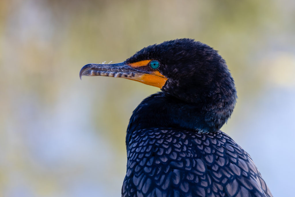 Cormorant Closeup, Everglades National Park, Florida
