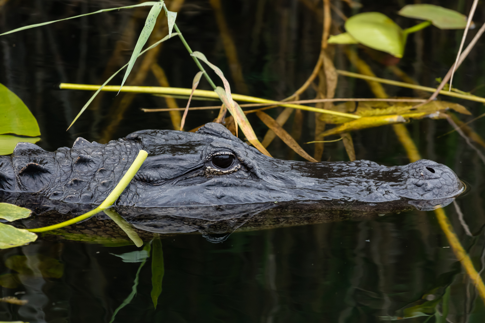 Gator in the weeds, Everglades National Park, Florida