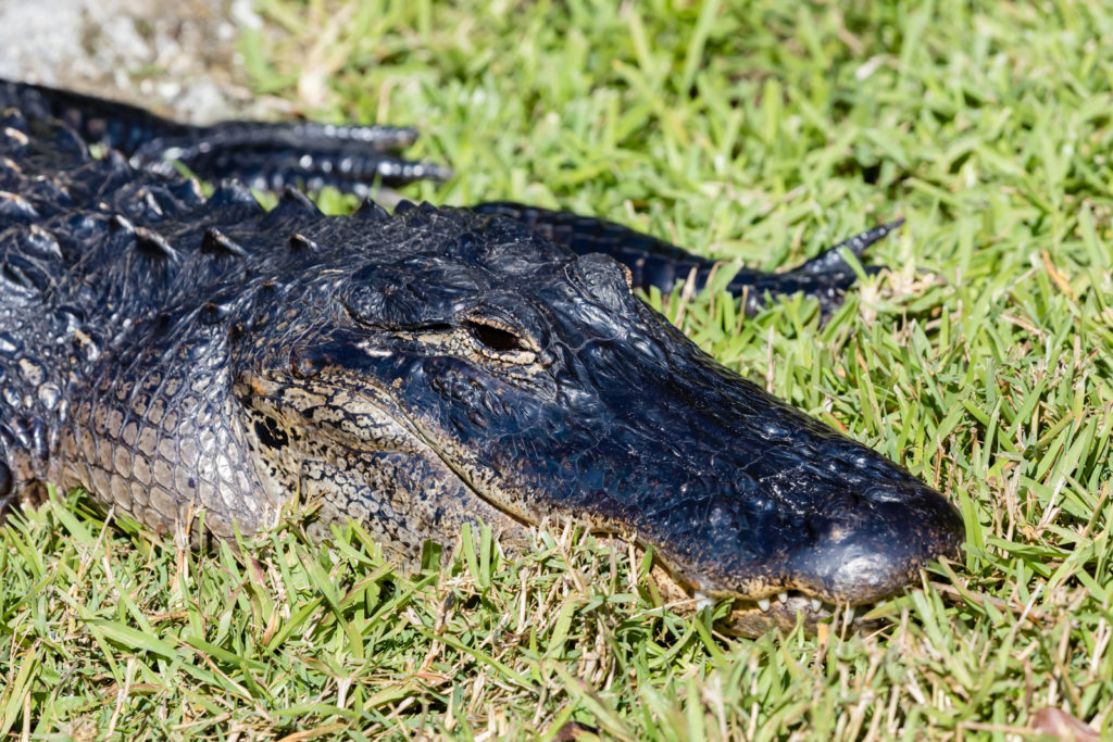 Gator up close, Everglades National Park, Florida