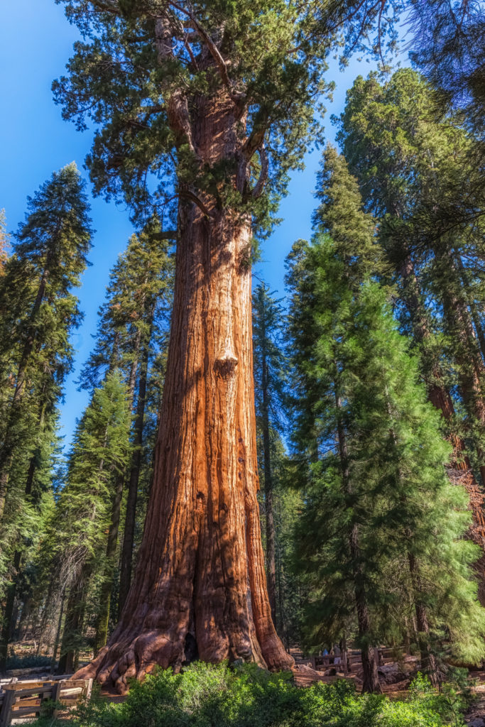 General Sherman, Sequoia National Park, California