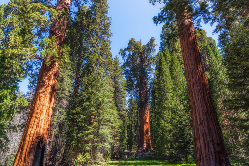 General Sherman Grove, Sequoia National Park, California