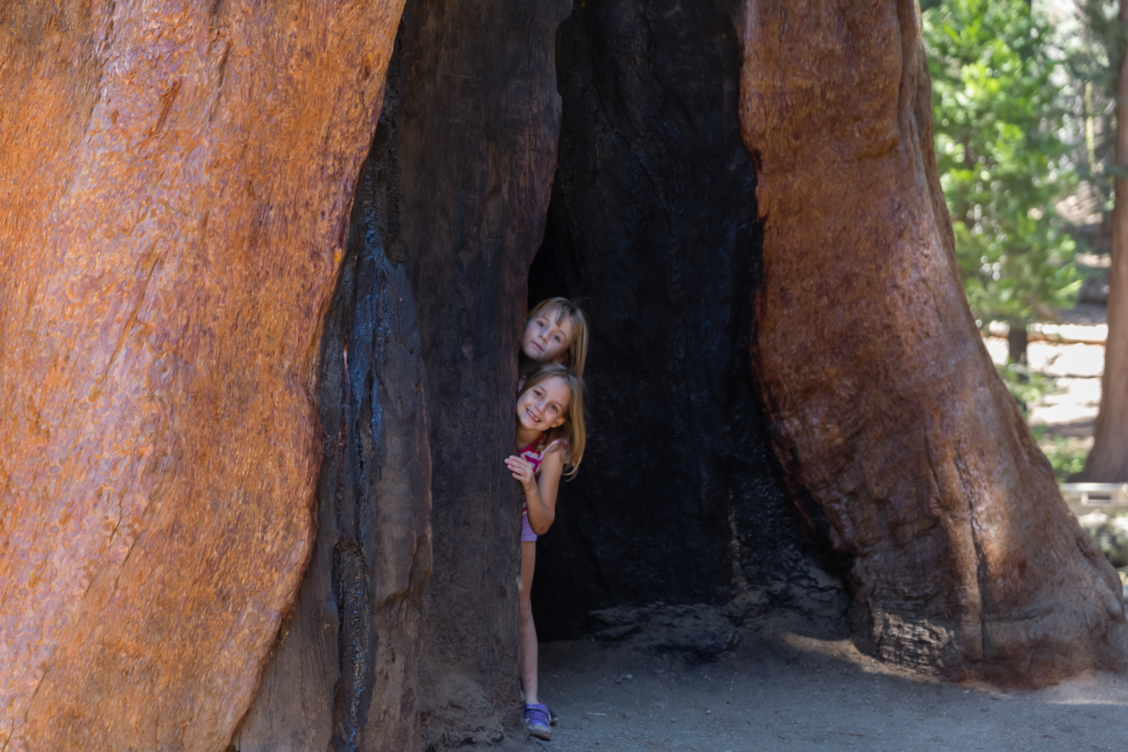 Sequoia Hide and Seek, Sequoia National Park, California