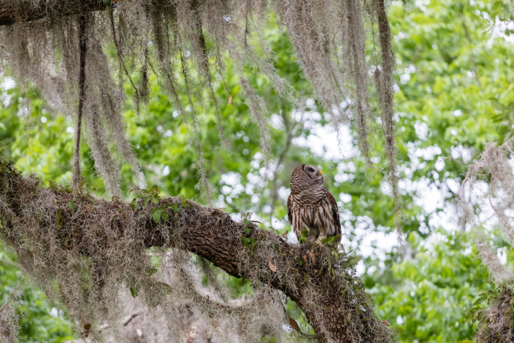 Barred Owl in Oak Tree, Circle B Bar Reserve, Lakeland, Florida