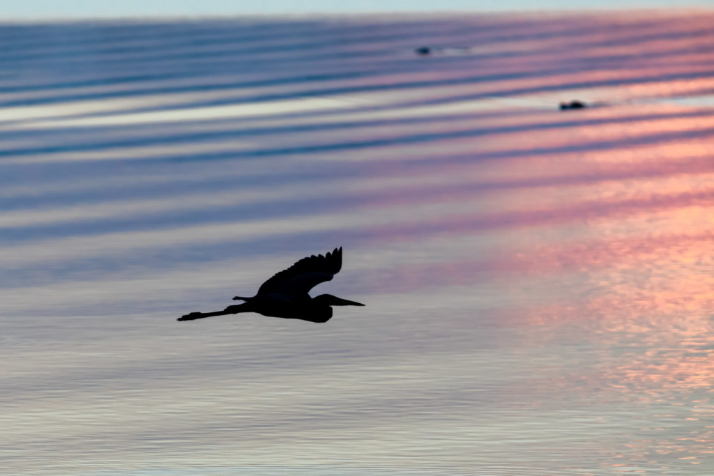 Great Blue Heron Silhouette, Circle B Bar Reserve, Lakeland, Florida