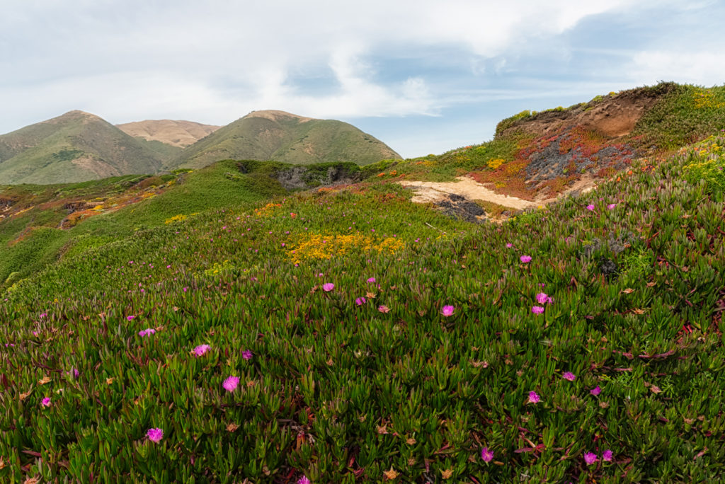 Garrapata State Park Flowers, Big Sur, California