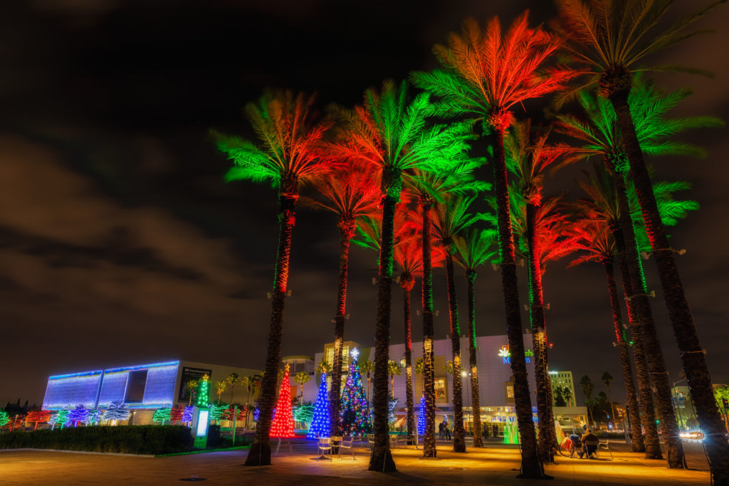 Palm Trees and Christmas Trees, Tampa, Florida