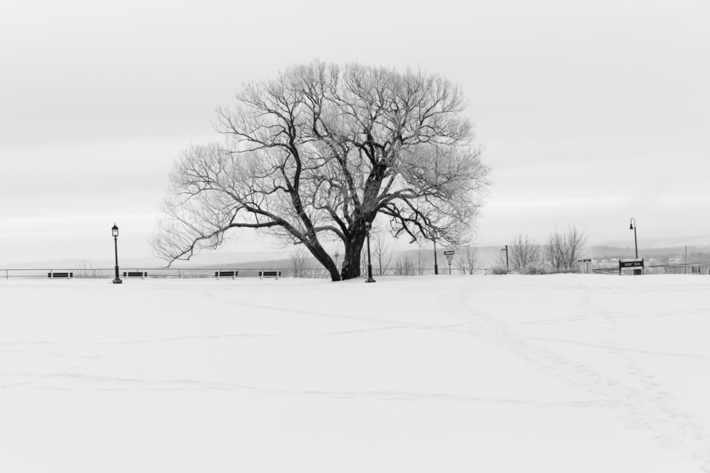 Lone Tree in Snow, Quebec City, Quebec, Canada