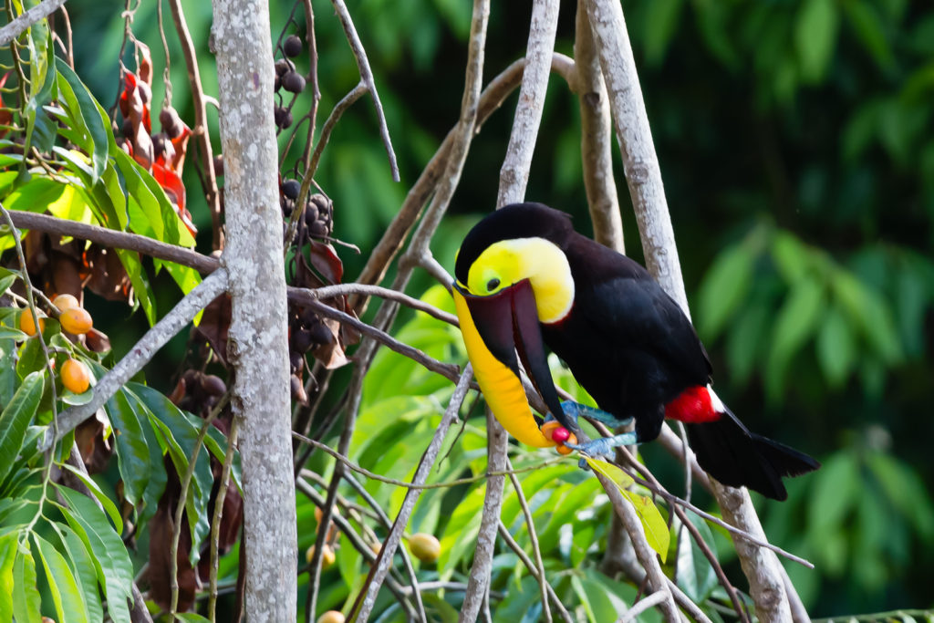 Black-mandibled Toucan Feeding, Lapa Rios Ecolodge, Osa Peninsula, Costa Rica