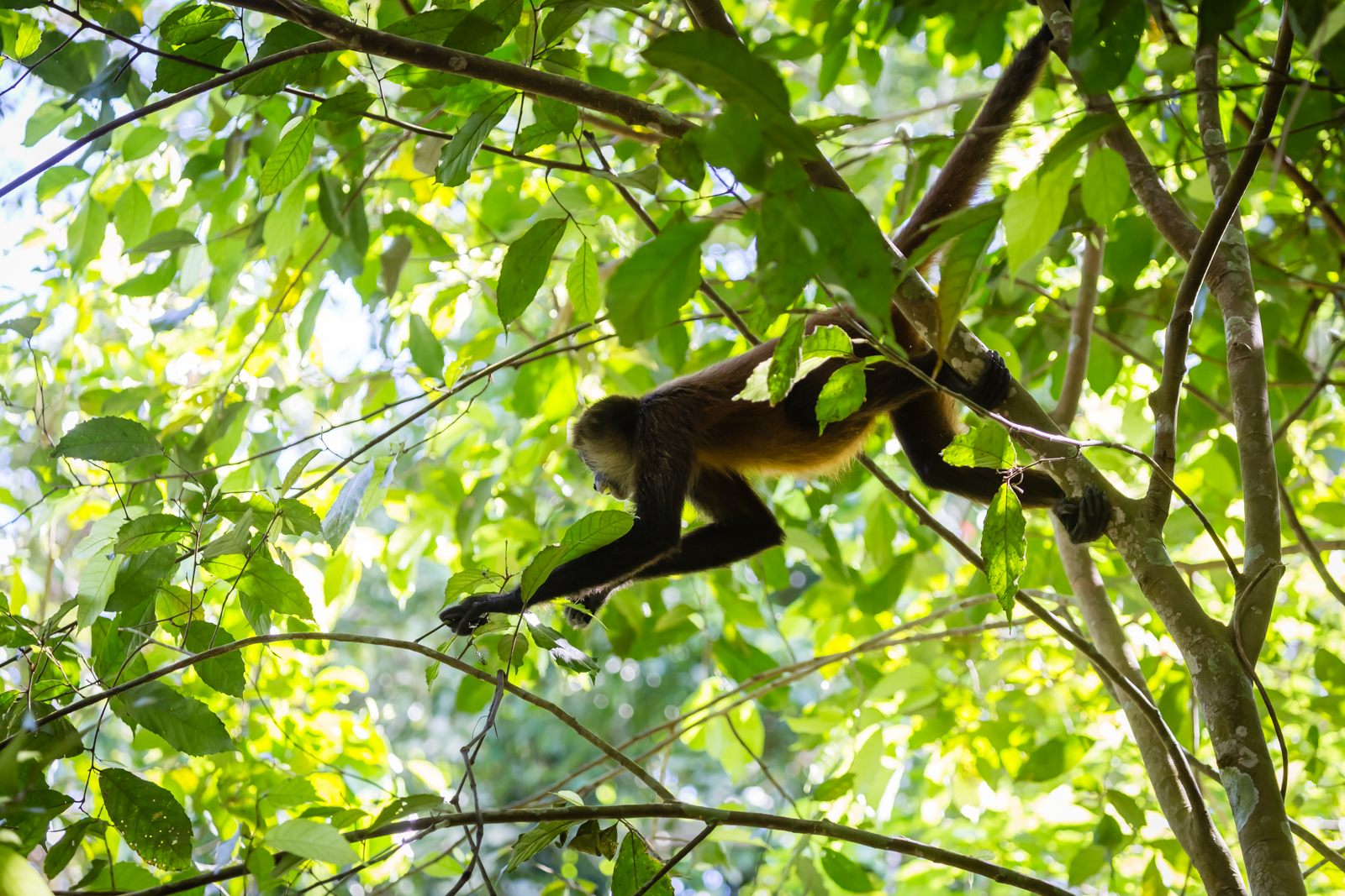 Geoffrey's Spider Monkey, Lapa Rios Ecolodge, Osa Peninsula, Costa Rica