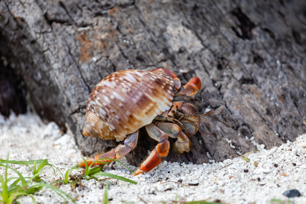 Hermit Crab, Dry Tortugas National Park