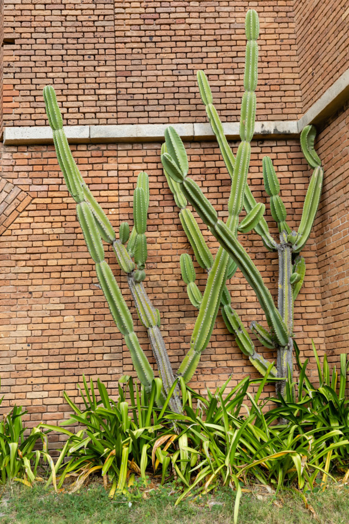 Cactus in Fort Jefferson, Dry Tortugas National Park