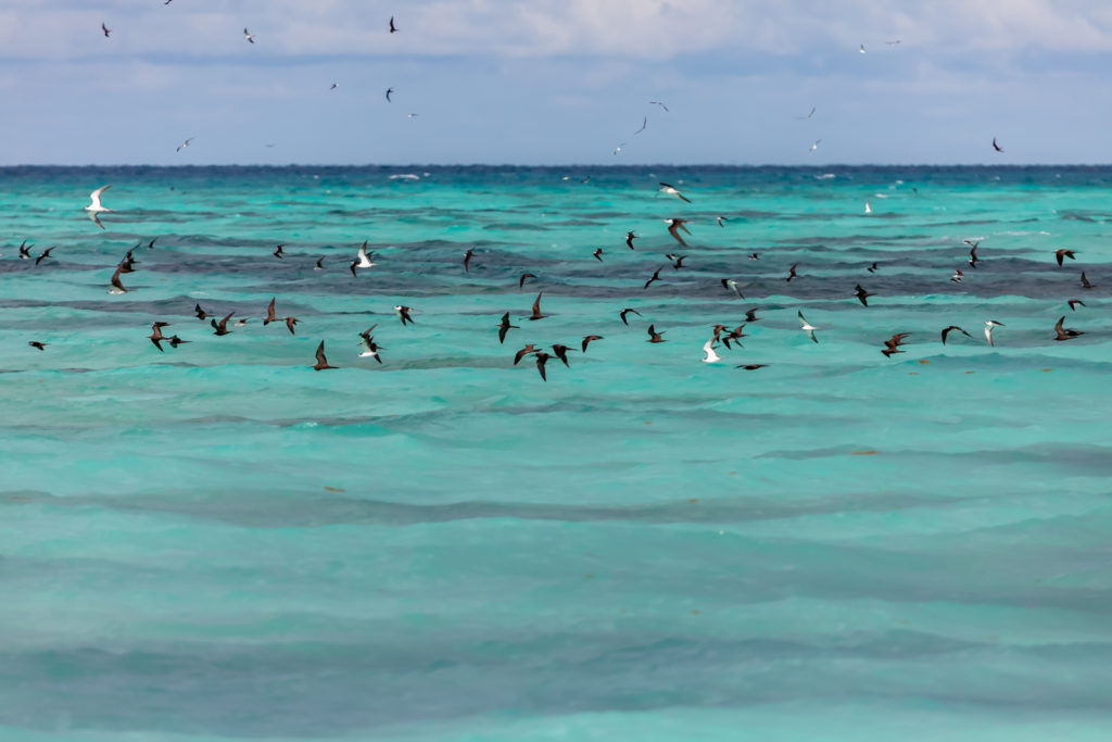 Sooty Terns in Dry Tortugas National Park
