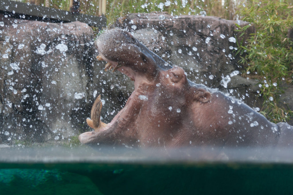 Hippo Splash, Busch Gardens, Tampa, Florida