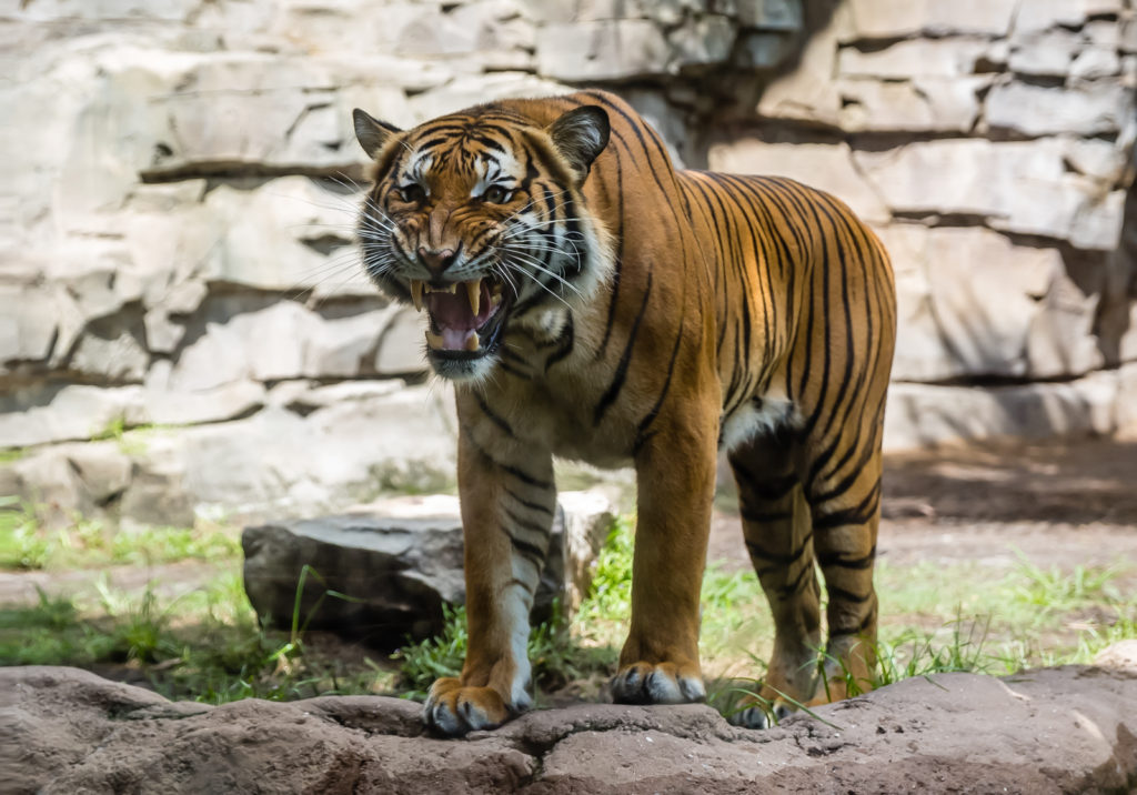 Tiger, Busch Gardens, Tampa, Florida