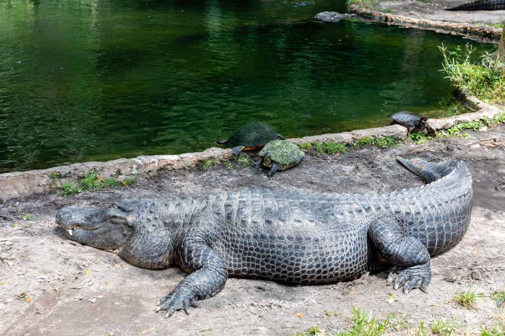 Big Gator, Busch Gardens, Tampa, Florida