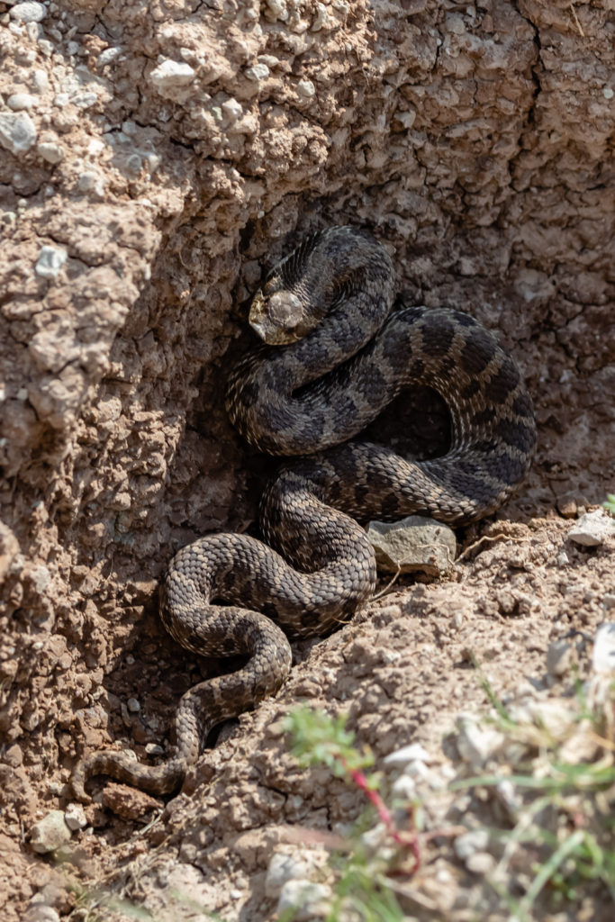 Western Hognose Snake, Badlands National Park, South Dakota
