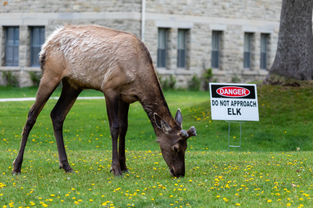 Do Not Approach Elk