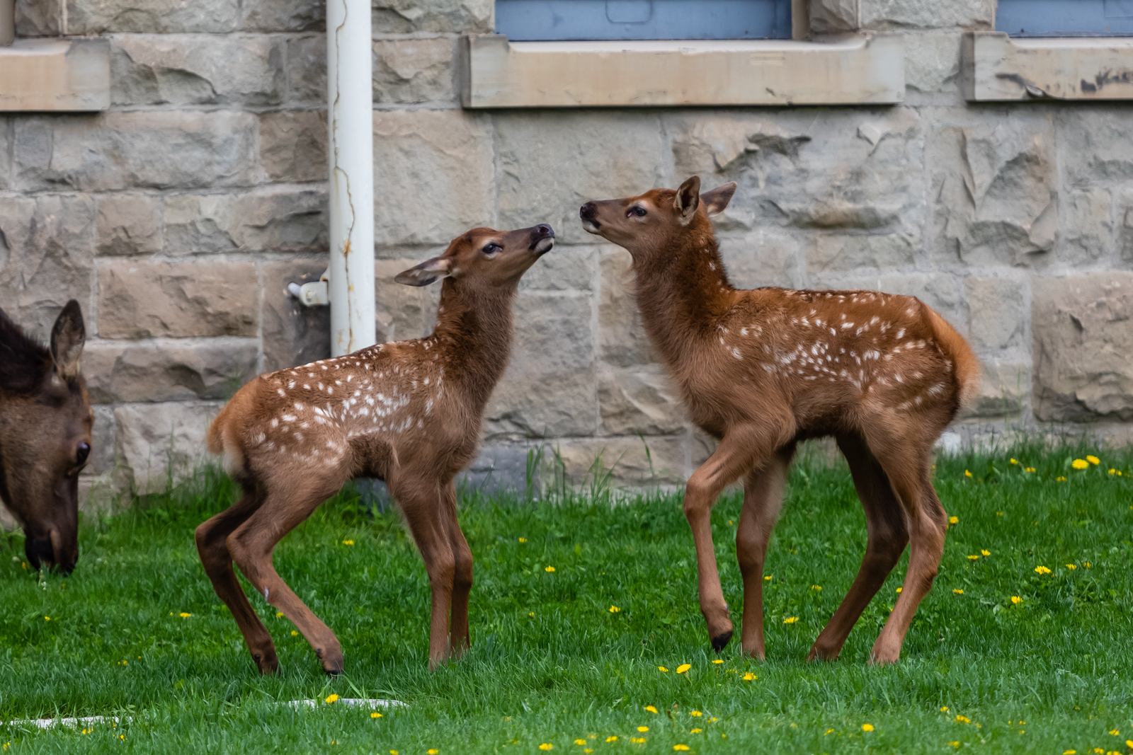 Two Baby Elk