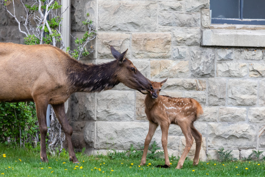 Mom and Baby Elk