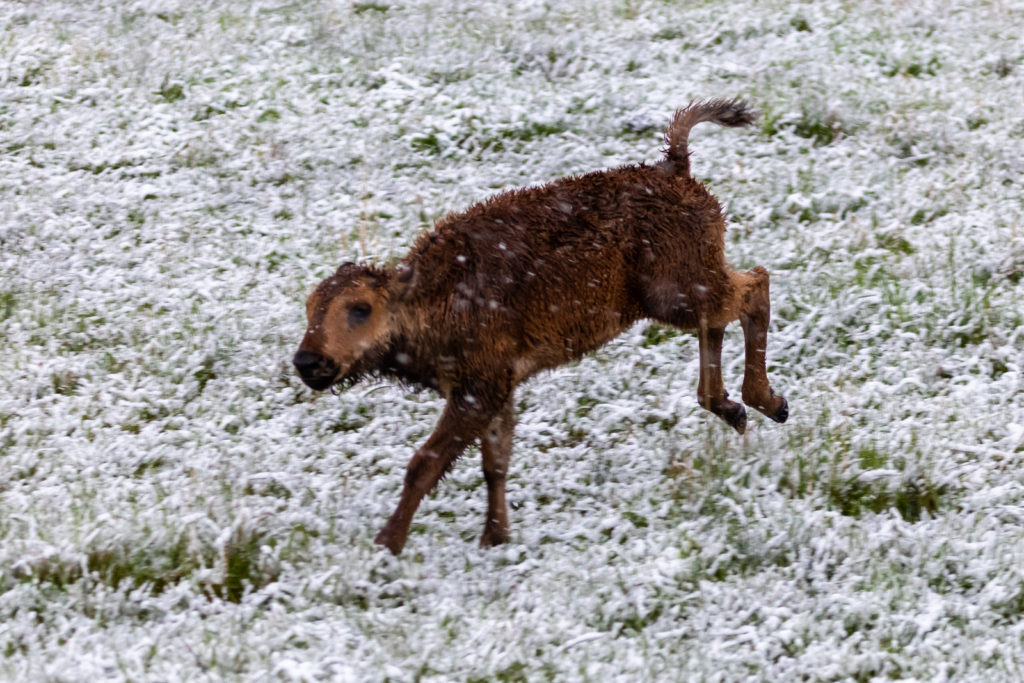 Baby Buffalo in Snow