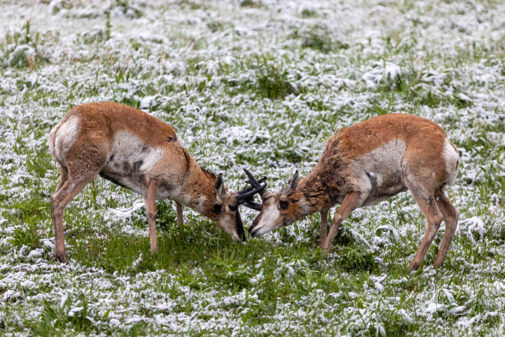 Pronghorn Antelope Battle in Snow