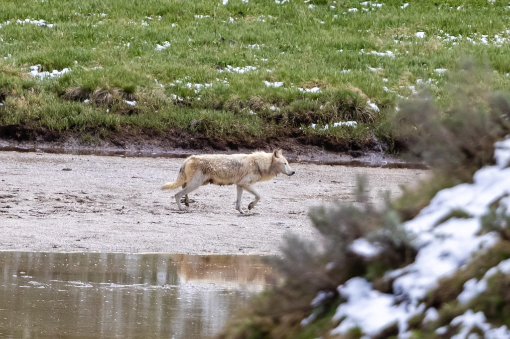 White Wolf in Hayden Valley