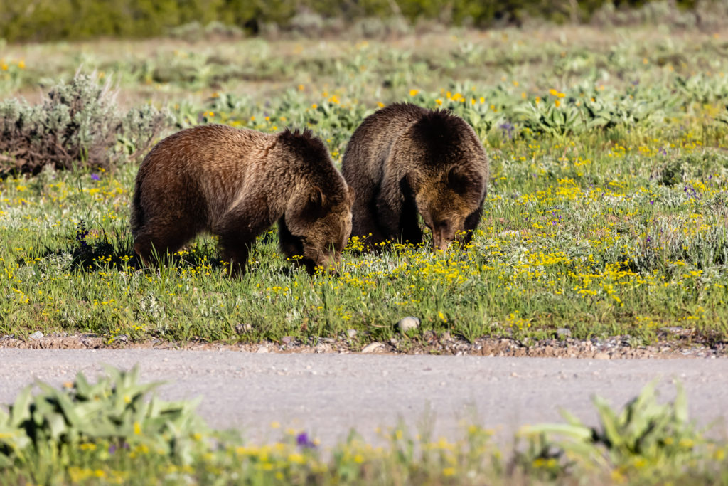 Young Grizzly Pair
