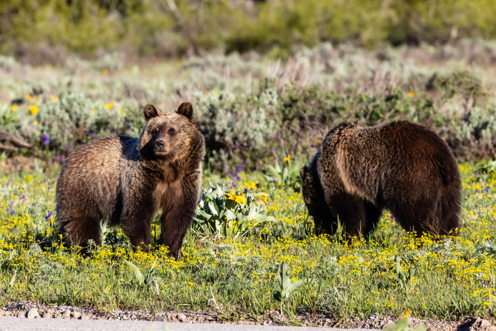 Young Grizzly Pair