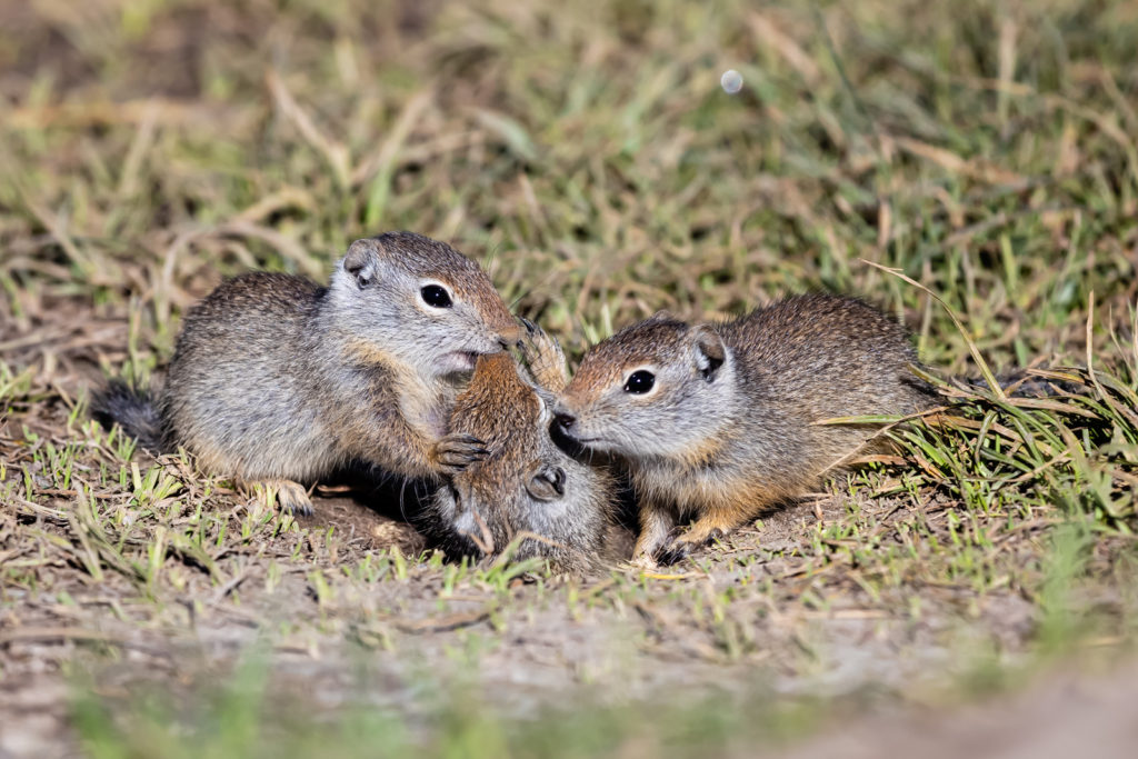 Baby Uinta Ground Squirrels Fighting