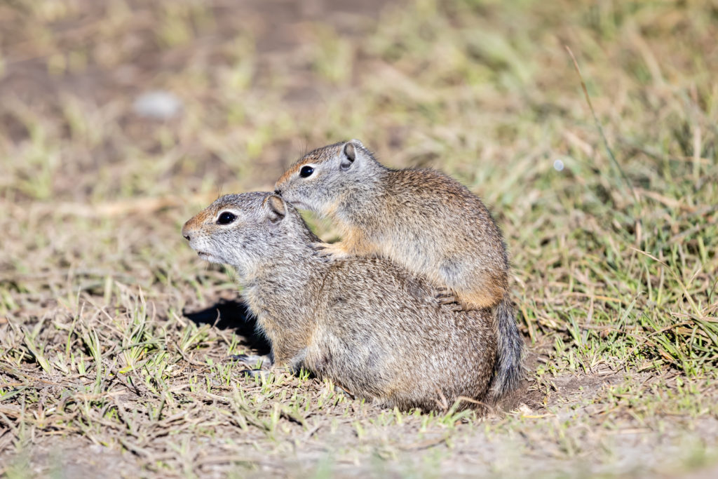 Mom and Baby Uinta Ground Squirrel