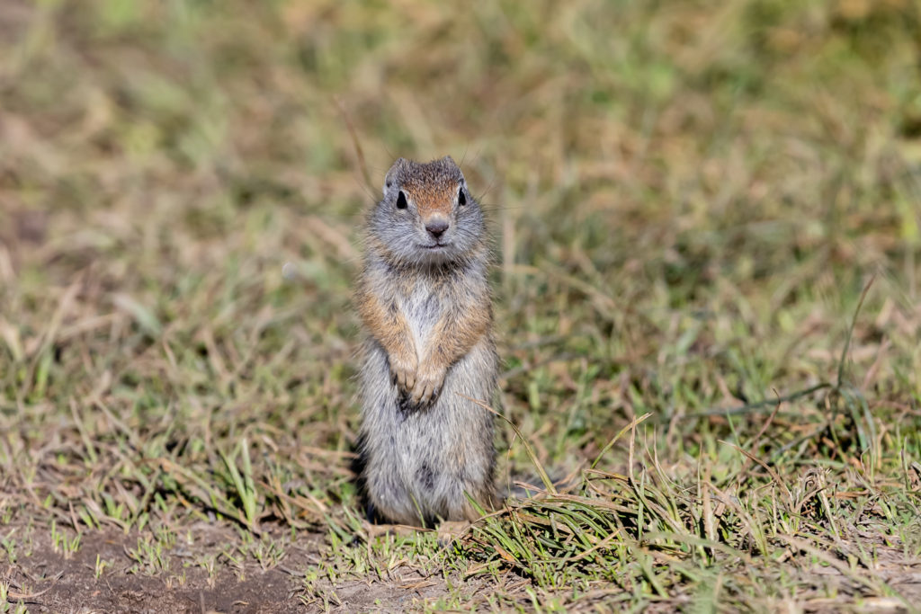 Baby Uinta Ground Squirrel