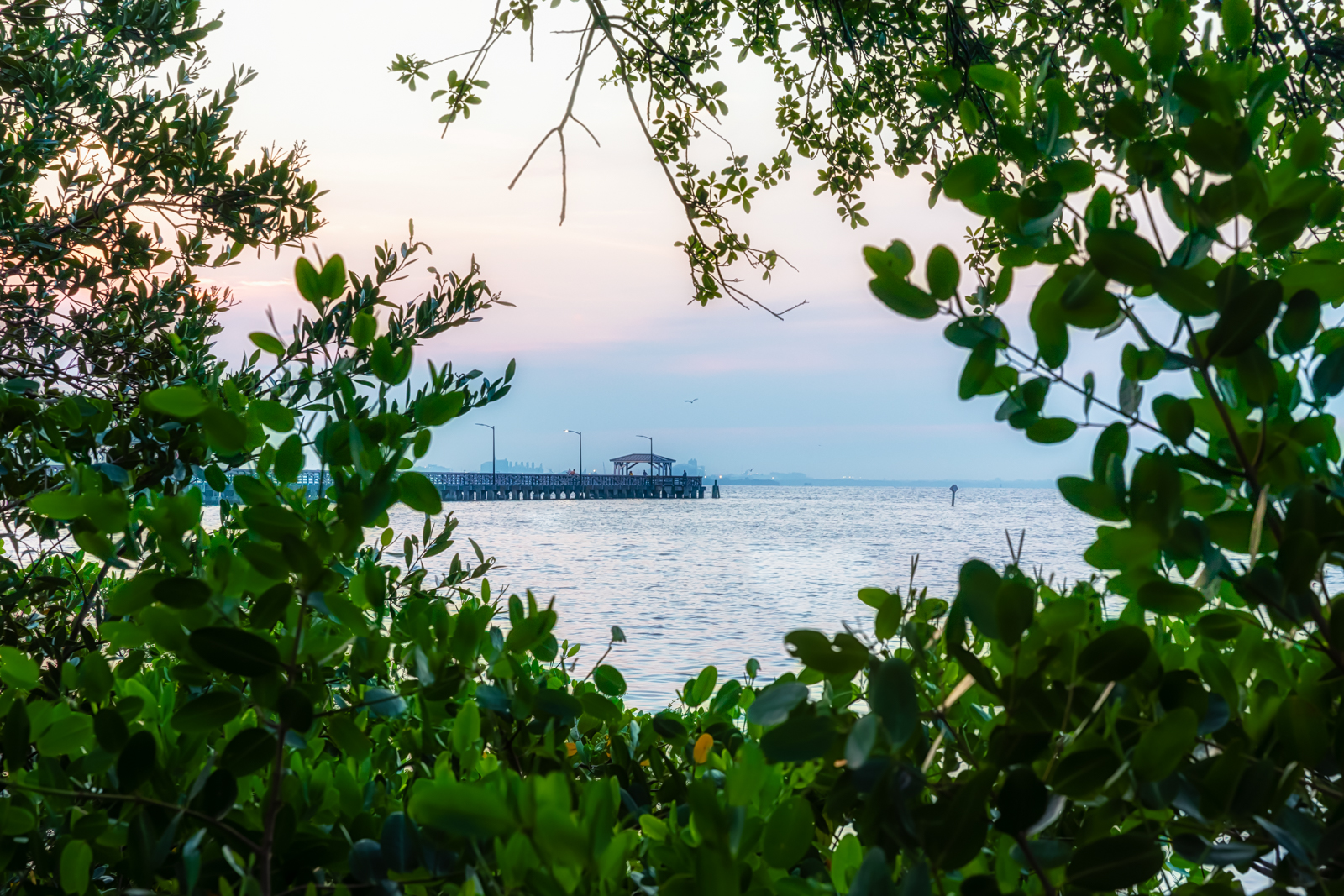 Ballast Point Park Pier Framed by Mangroves