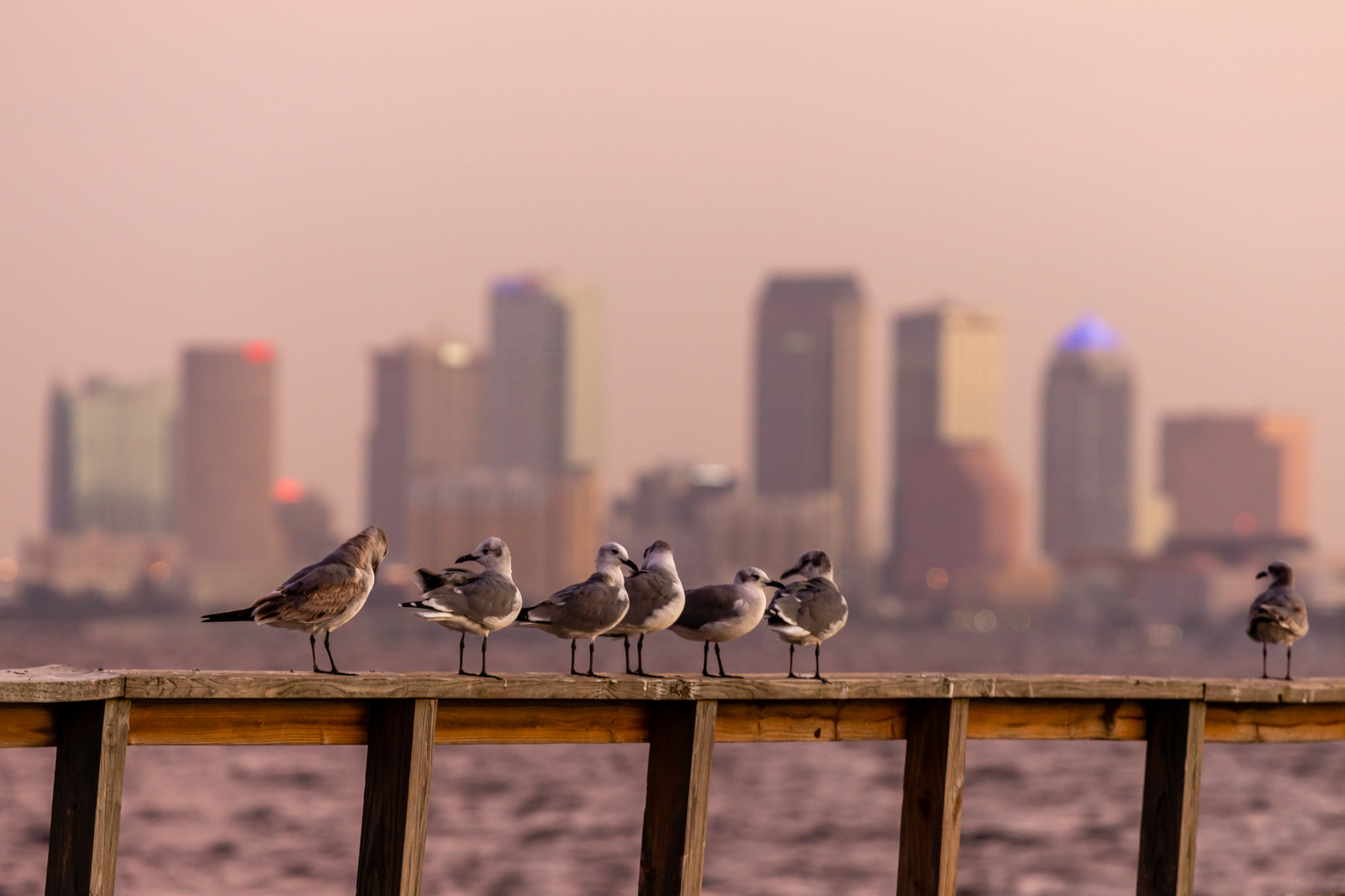 Tampa Birds