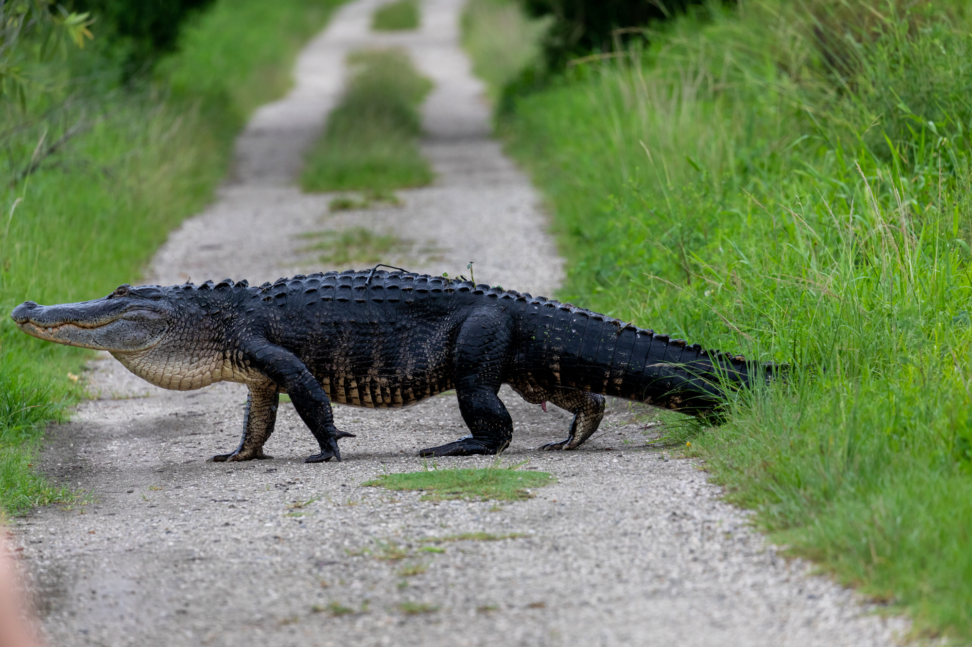 Big Gator Crossing