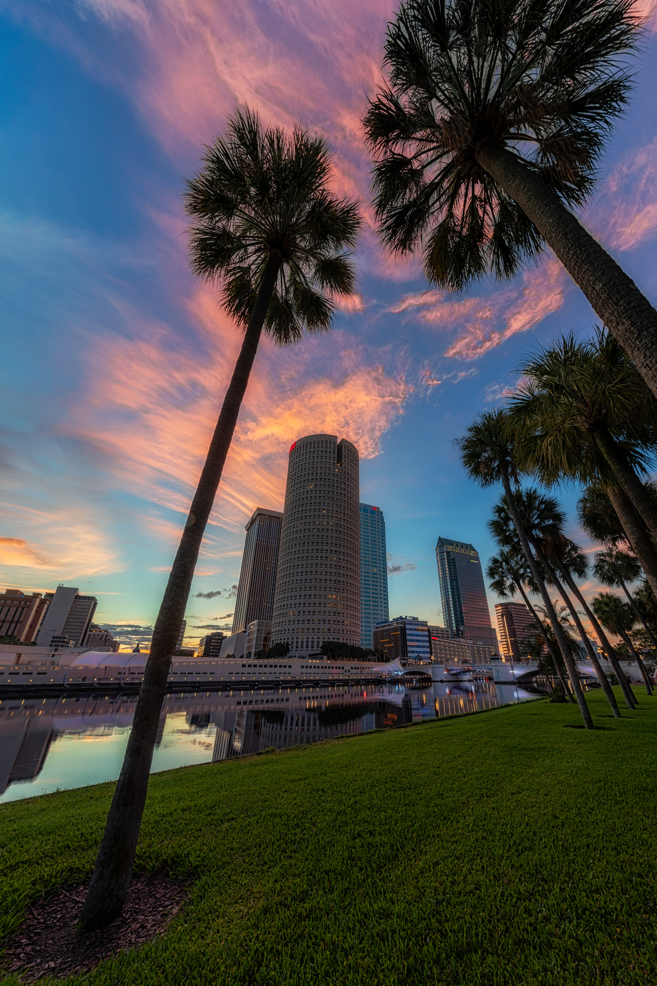 Tampa Leaning Palms