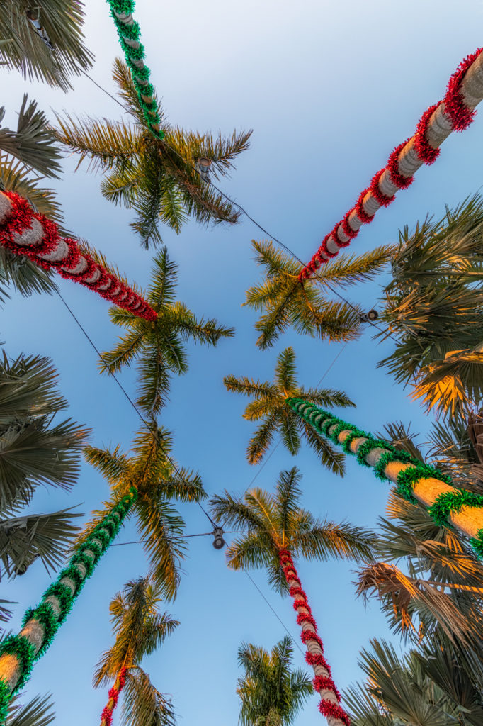Red and Green Palm Trees from Below Wide