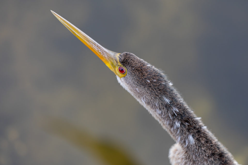 Anhinga Portrait at Sweetwater Wetlands Park
