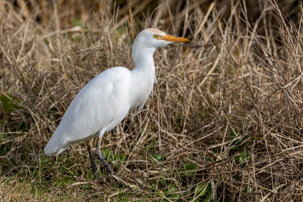 Cattle Egret at Sweetwater Wetlands Park